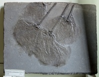 F 01454
<br/>
<br/>
<em></em>